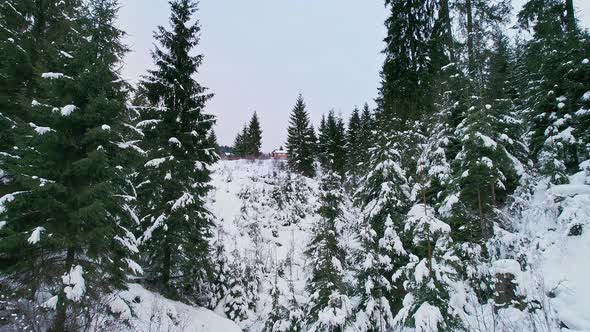 Flight in the Evening Winter Forest with a Lonely House on a Hill