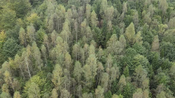 Forest in the Mountains. Aerial View of the Carpathian Mountains in Autumn. Ukraine