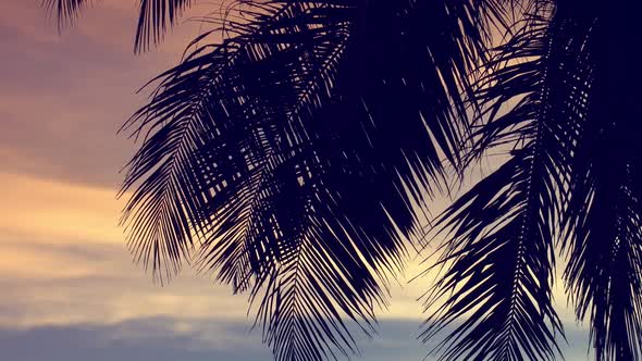 Sun Light Through Coconut Palm Trees