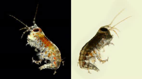 Amphipoda Poekilogammarus Sp. Under the Microscope, of the Family Acanthogammaridae, Endemic