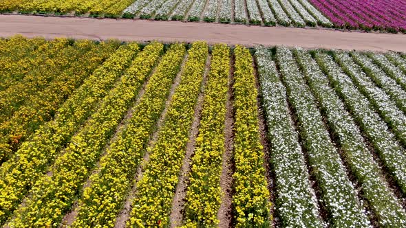 Aerial View of Flower Fields.