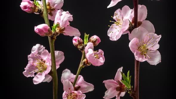 Peach Flower Blossom Timelapse on Black 