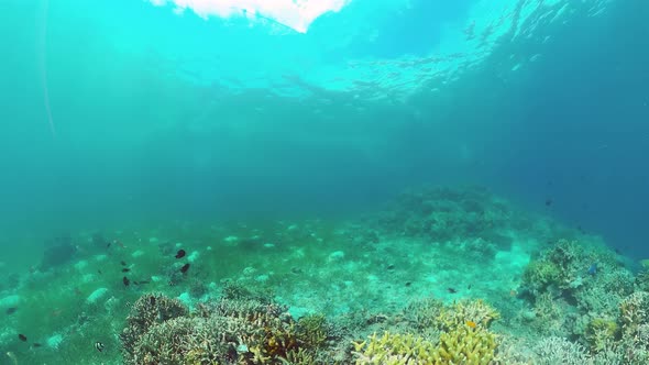 Coral Reef and Tropical Fish. Bohol, Philippines.  Video.