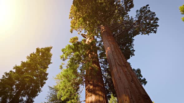 Giant Sequoia trees in Kings Canyon National Park