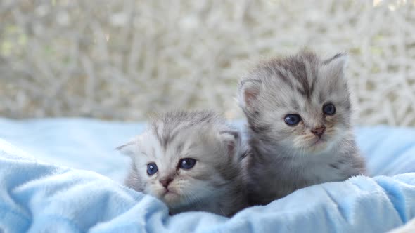 Close Up Of Scottish Kittens Sitting On Bed