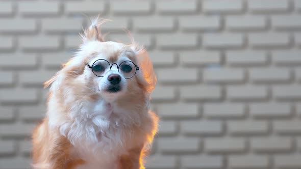chihuahua old senior dog wearing glasses sit relax face with blur brick wall texture background