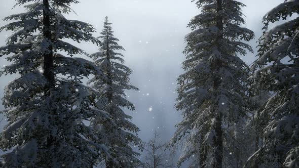 Misty Fog in Pine Forest on Mountain Slopes