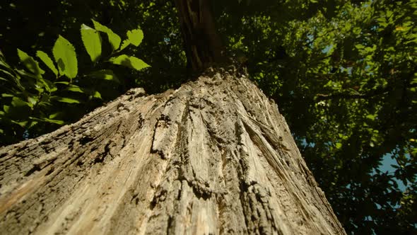 Layer of Bark and Moss Cover High Trunk of Chestnut Tree