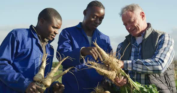 Men working on farm