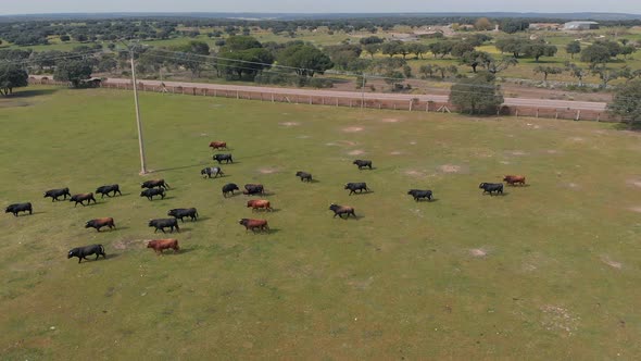 Holm Oak and bulls on a farm, drone shoots