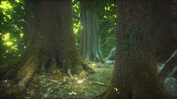 The Primeval Forest with Mossed Ground