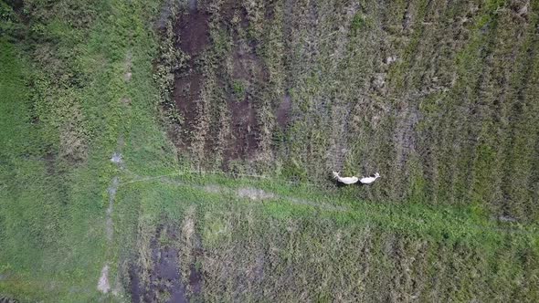 Aerial view cows tie by rope