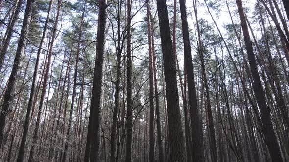 Trees in a Pine Forest During the Day Aerial View