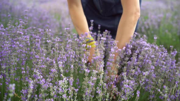 Female Hands Cutting Lavender with Sickle on Summer Field