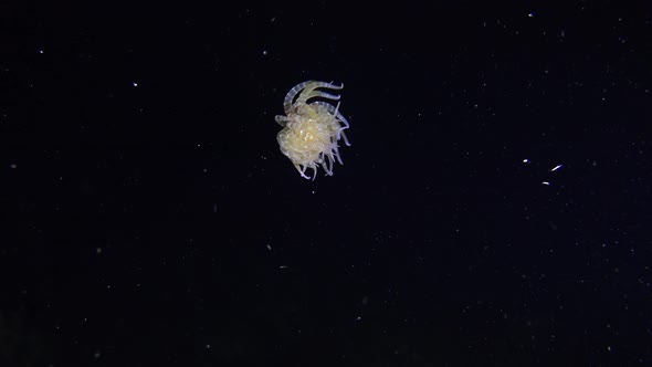 Sea anemone free swimming in black ocean at night