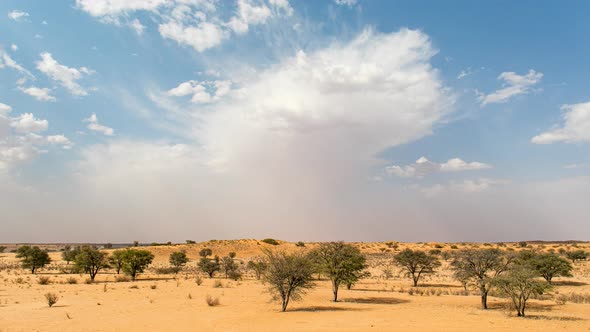 Storm clouds gather in desert timelapse: Kgalagadi Transfrontier Park