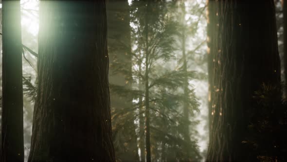 Wild Pine Forest at Sunrise