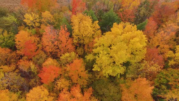 Aerial view looking down on the treetops of a hardwood forest with the red, orange and yellow colors