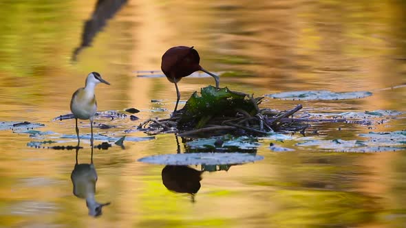 African jacana in Kruger National park, South Africa