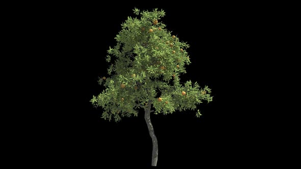 Orange Tree Isolated