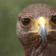 Kite Bird Closeup - VideoHive Item for Sale