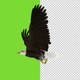 American Eagle - USA Flag - Flying Transition - V - 144