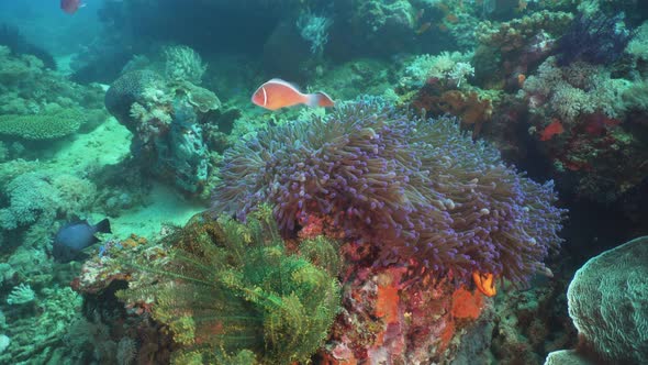 Clownfish Anemonefish in Actinia