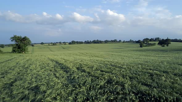 Farm Field of Young Green Barley in the Summer 