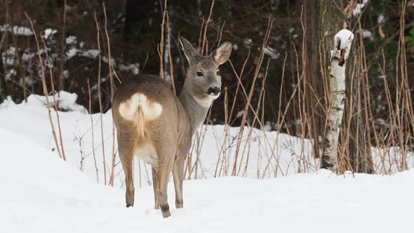 Wild roe deer in winter nature. Capreolus capreolus. 