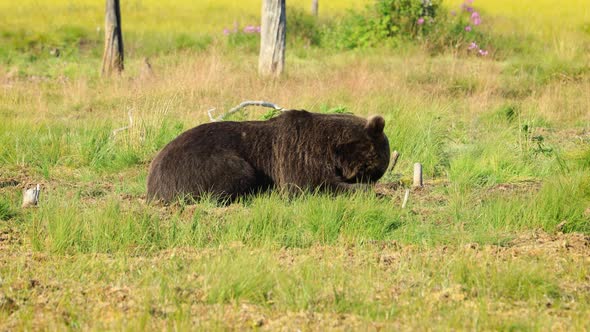 Brown Bear Ursus Arctos in Wild Nature is a Bear That is Found Across Much of Northern Eurasia