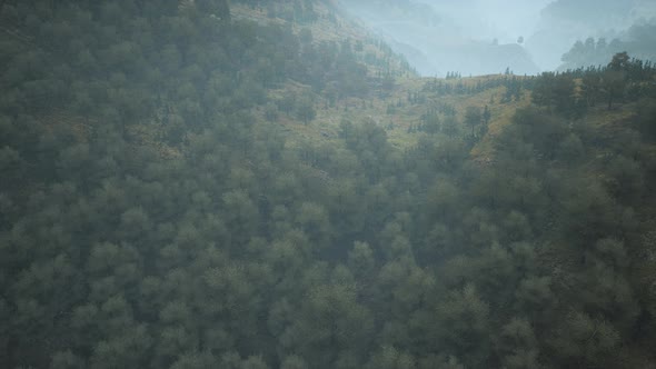 Trees on Meadow Between Hillsides with Forest in Fog