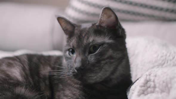 Beautiful cat relaxing, playing, grooming, slow motion