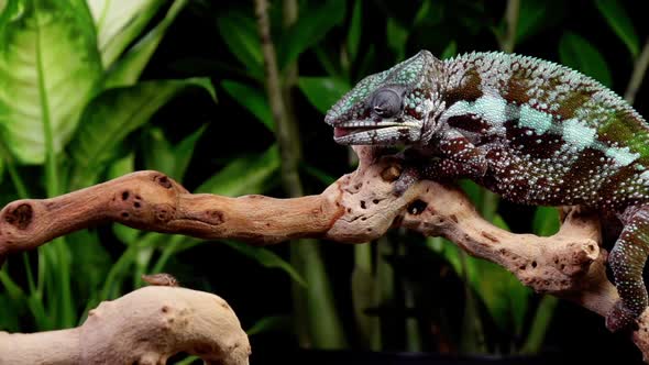 Panther Chameleon Shoots It's Tongue Out To Catch A Cricket