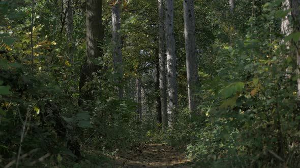 Kraljevica park forest in  Eastern Seriban city of Zajecar 4K 2160p UHD video - Autumn in city park 