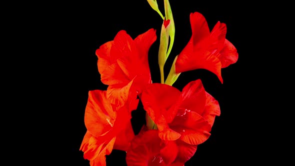 Time lapse of Opening Red Gladiolus Flower