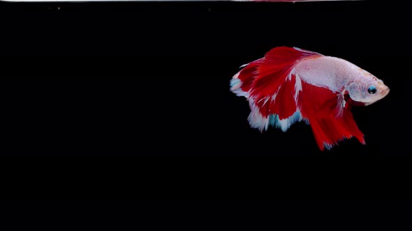 Siamese fighting fish (Betta splendens)