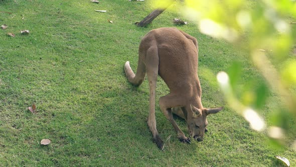 Comical Kangaroo Crawls and Looks for Food in Green Grass