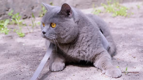 Gray British Cat on a Leash Basking in the Sun Lying on Sand on Outdoors