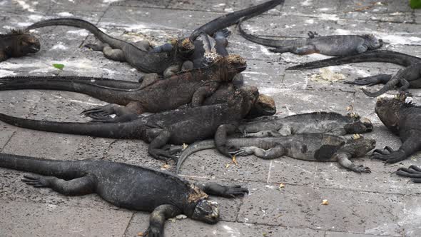 Group Of Marine Iguanas Sun Bathing On Street In Santa Cruz Island In The Galapagos