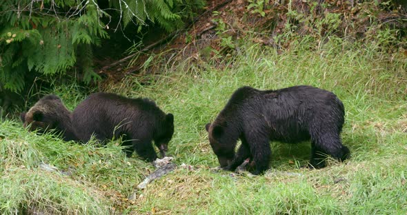 A Grizzly sow and her two cubs eat fish on the grass.