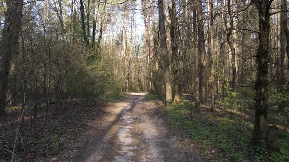 Road in the Forest During the Day Slow Motion