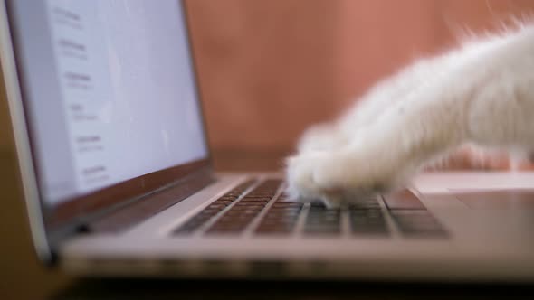 Cat Paws with Pink Pads Surf Internet on Laptop Side View