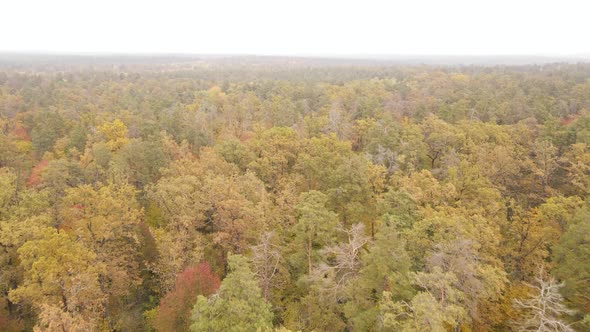 Forest with Trees in the Fall During the Day