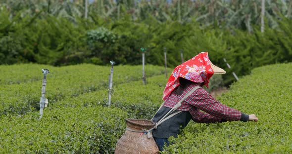 Woman pick the tea leave in the tea garden