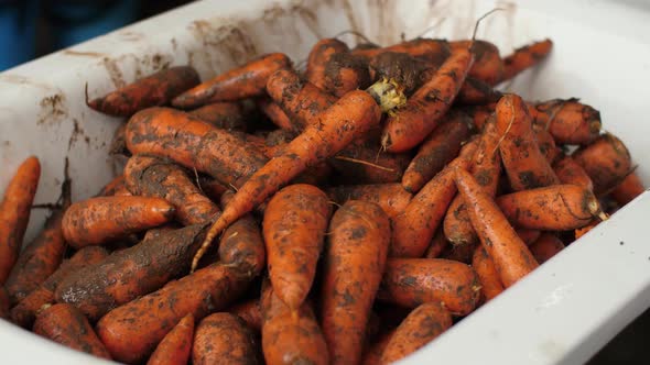 Heap of Dirty Carrots