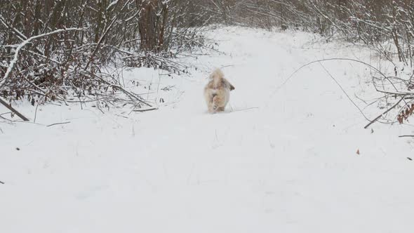 Funny Dog with Brown Fur Runs Along Dense Forest Road