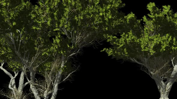 Trees With Large Branches And Green Leaves alt