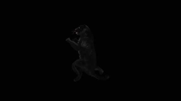 Panther Dancing HD