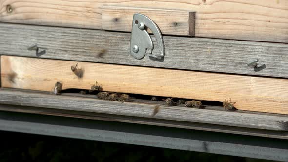 Closeup of bees entering and exiting a beehive (part2 of 2)
