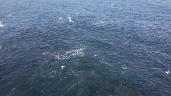 Sardine in bait ball trying to escape various predators; aerial view